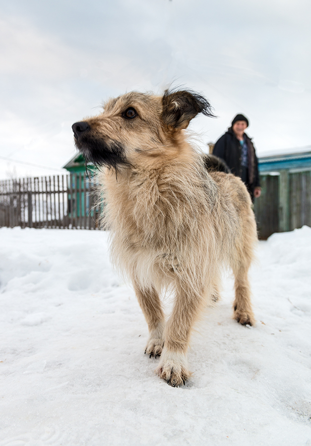 Дворняжка...