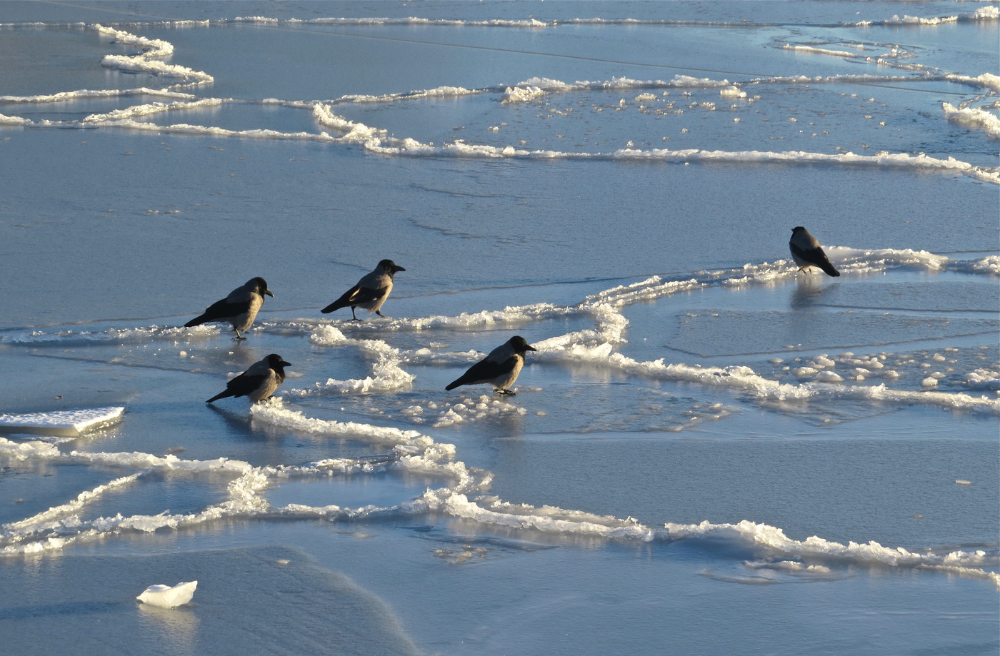 Х-оккейная команда :)