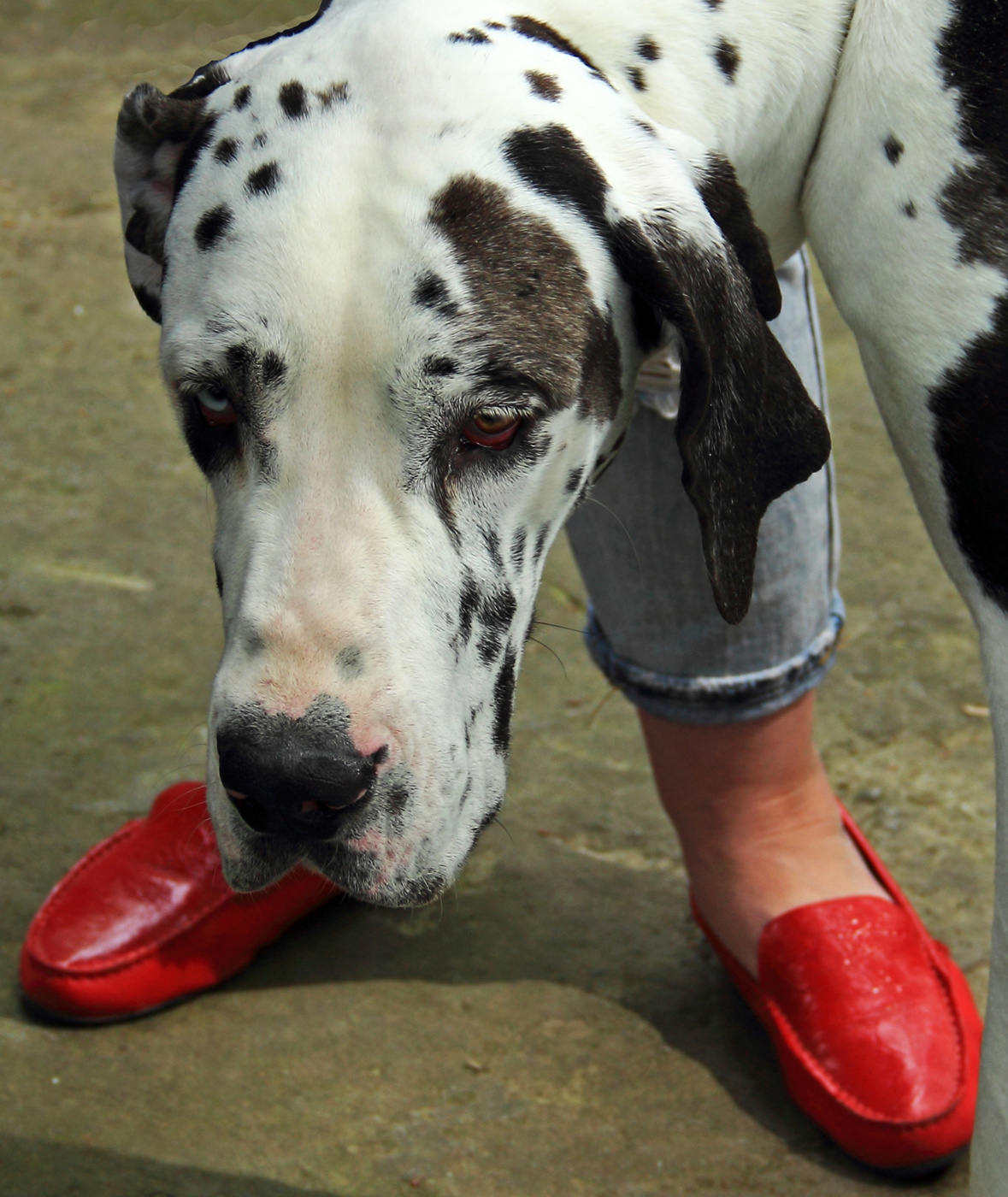 Откуда у меня гусиные лапы?..