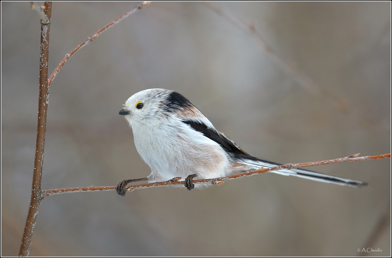 Канатоходец )
