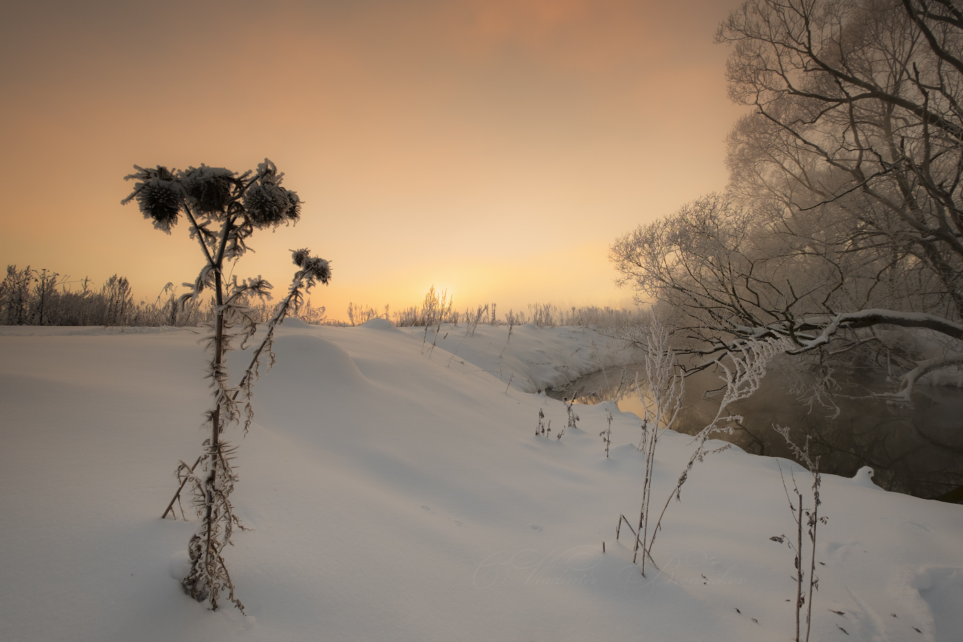 Зимние цветы