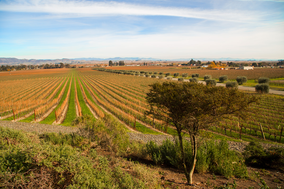 Зимние виноградники