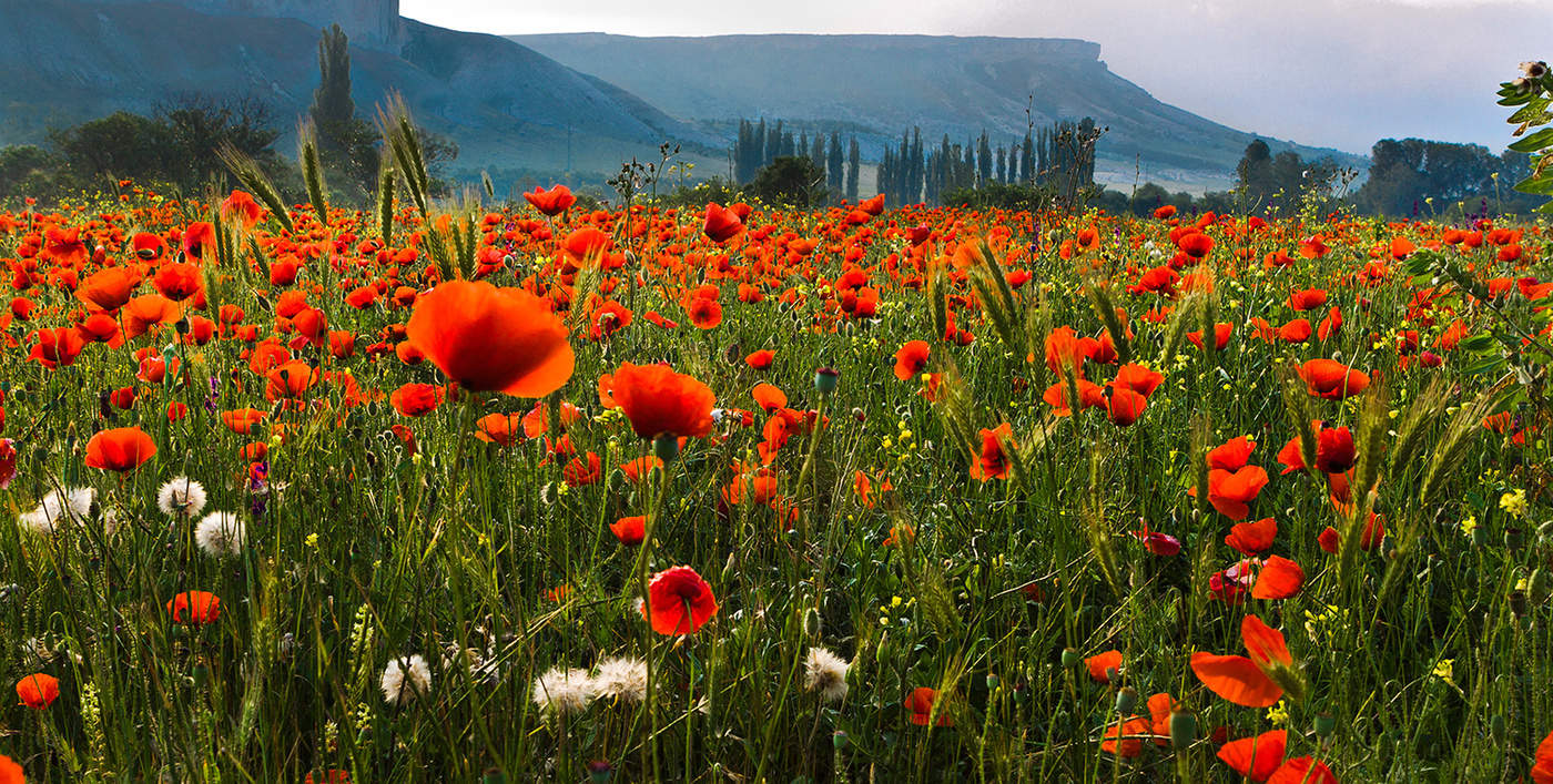 Маки у Белой Скалы.