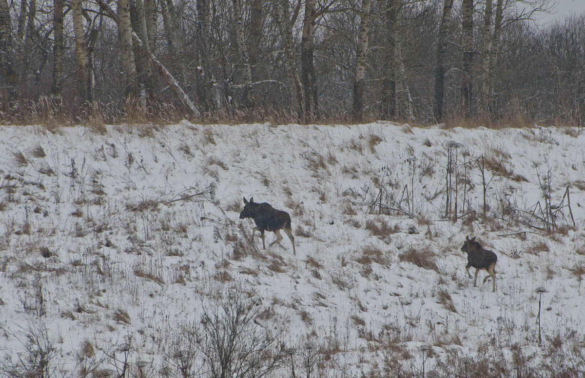 Может знает лес...