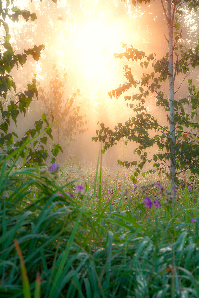 Август. Шаги по росе.