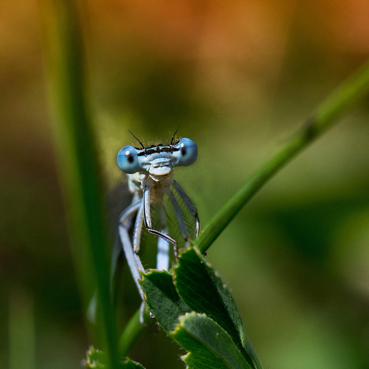 Стрелка голубая