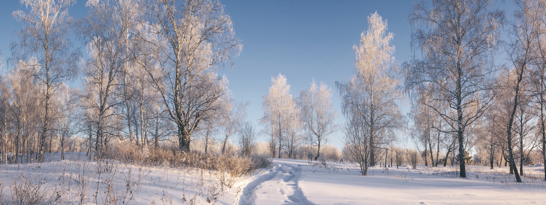 Зимний лес.