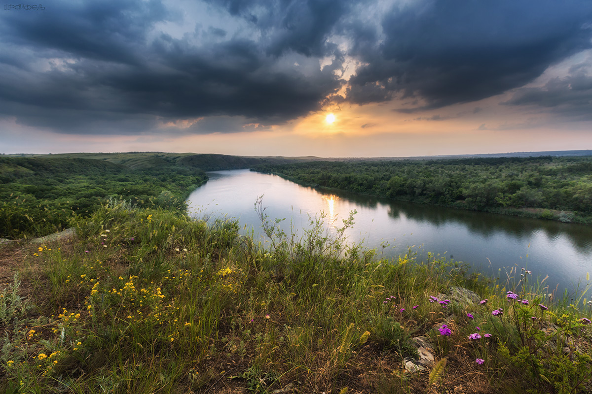 Степная гвоздика цветет над Донцом