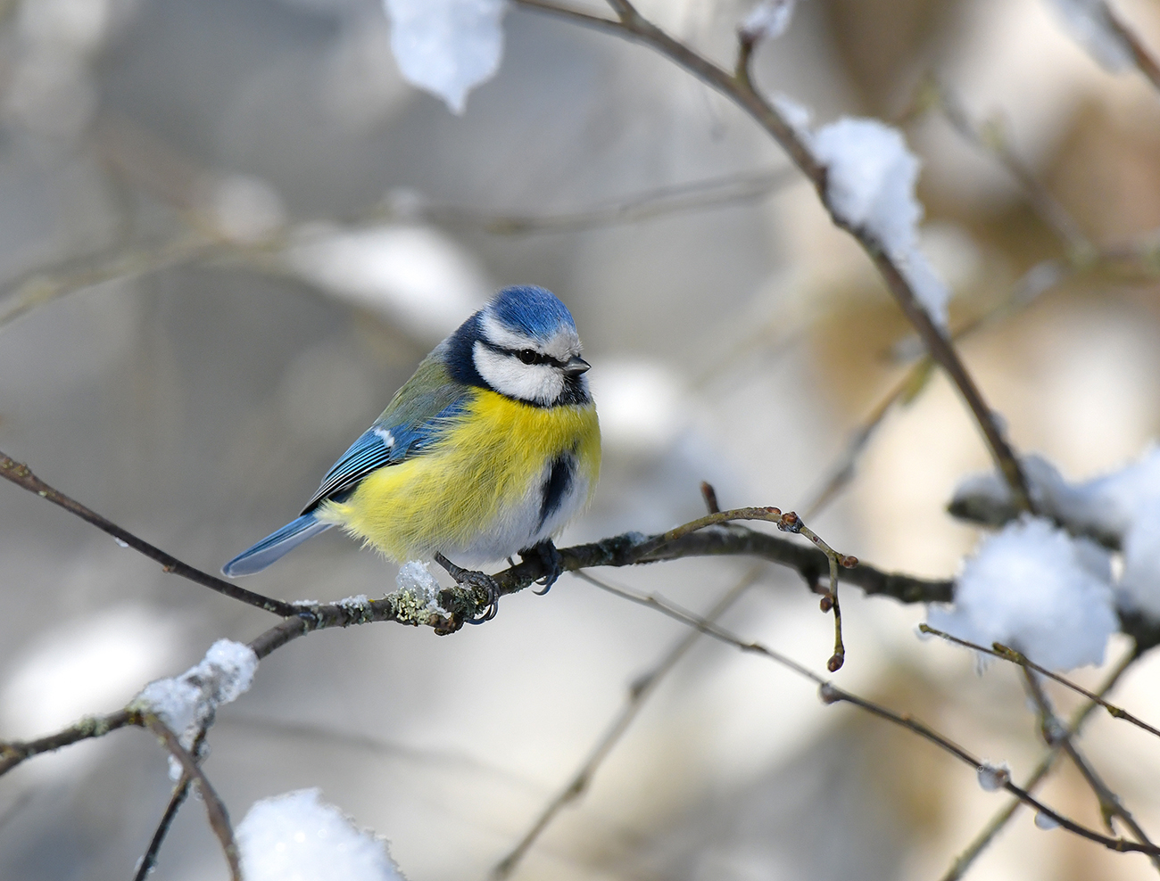 Зимняя картинка