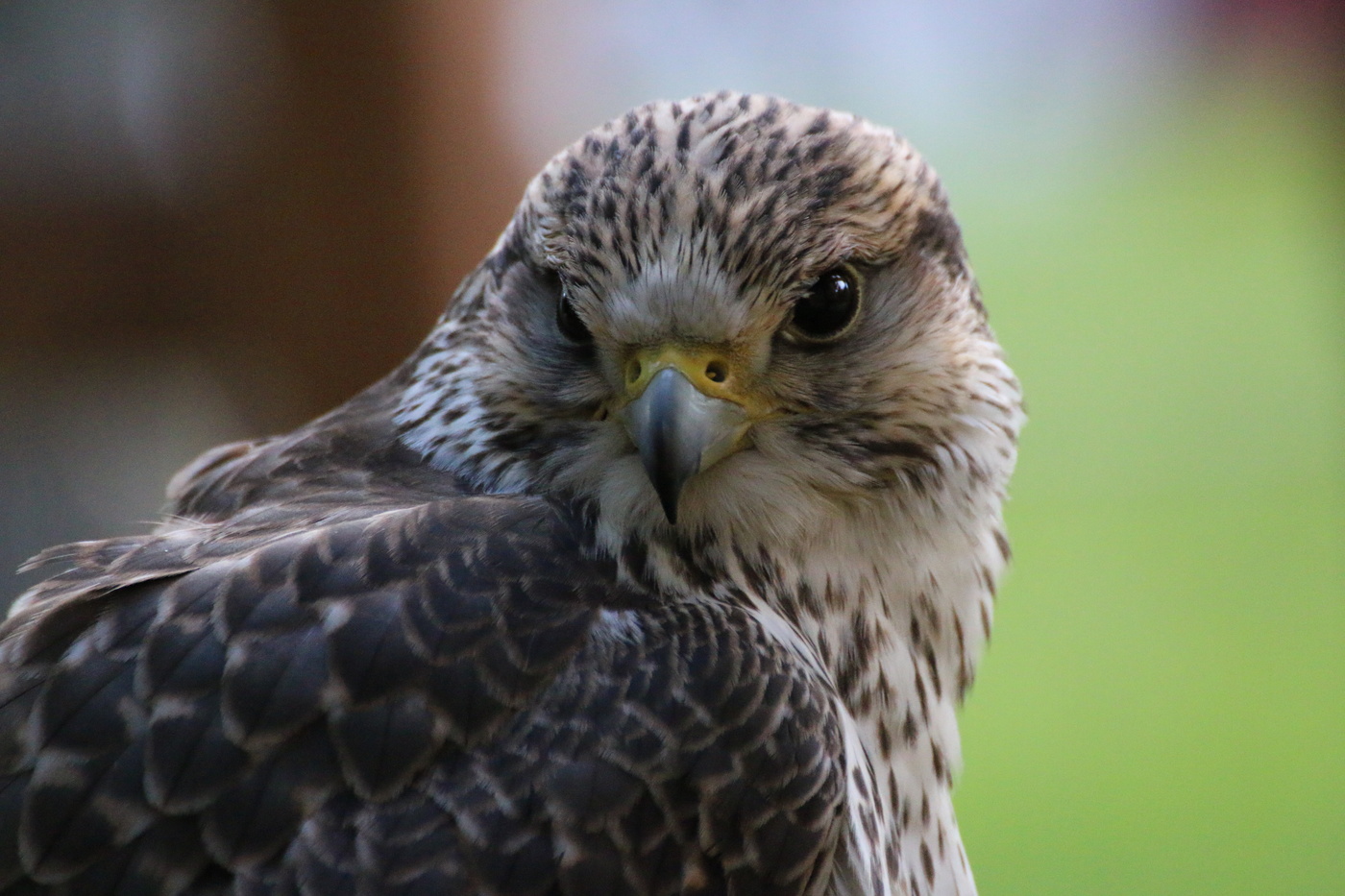 Красота хищника