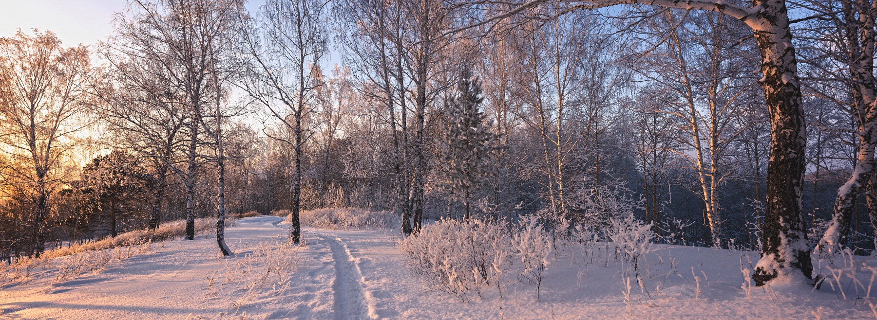Вечерний лес.