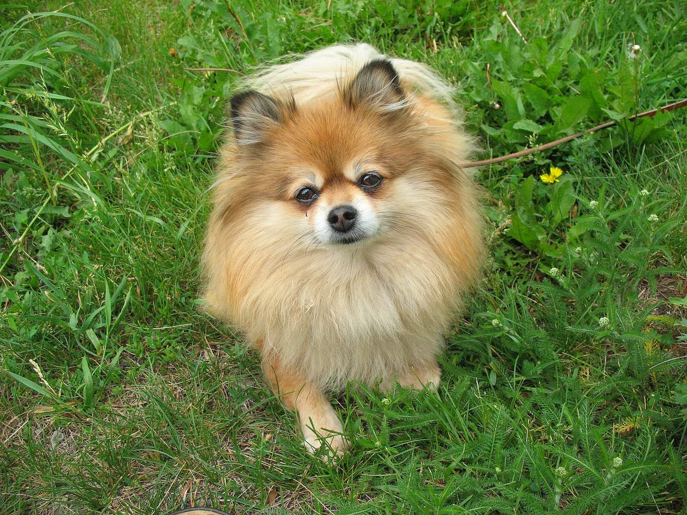 Я иду гулять!