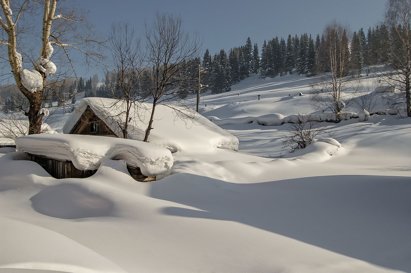 У леса на опушке.