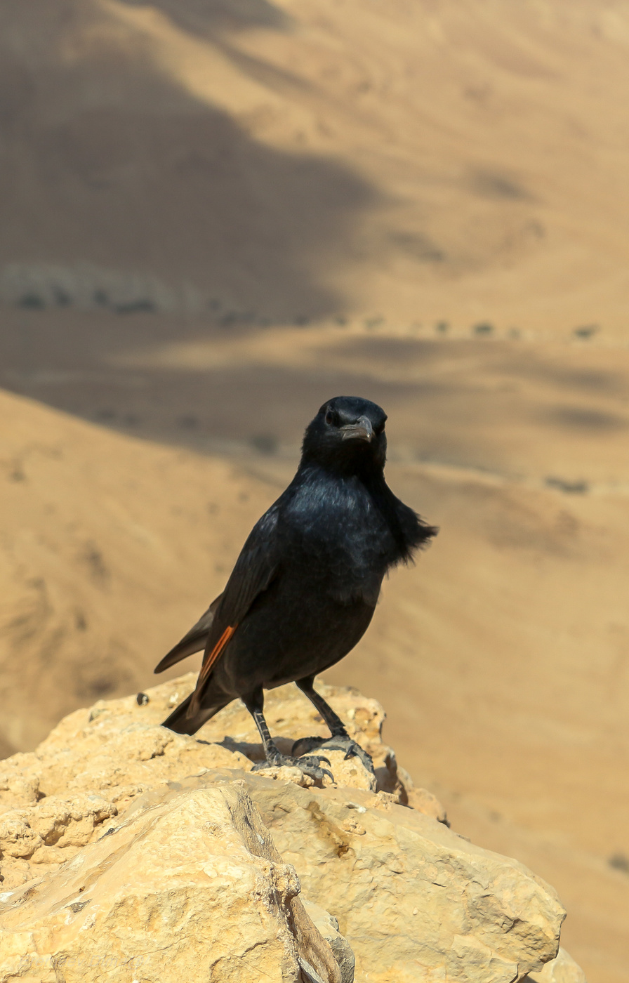 Любопытный чёрный...