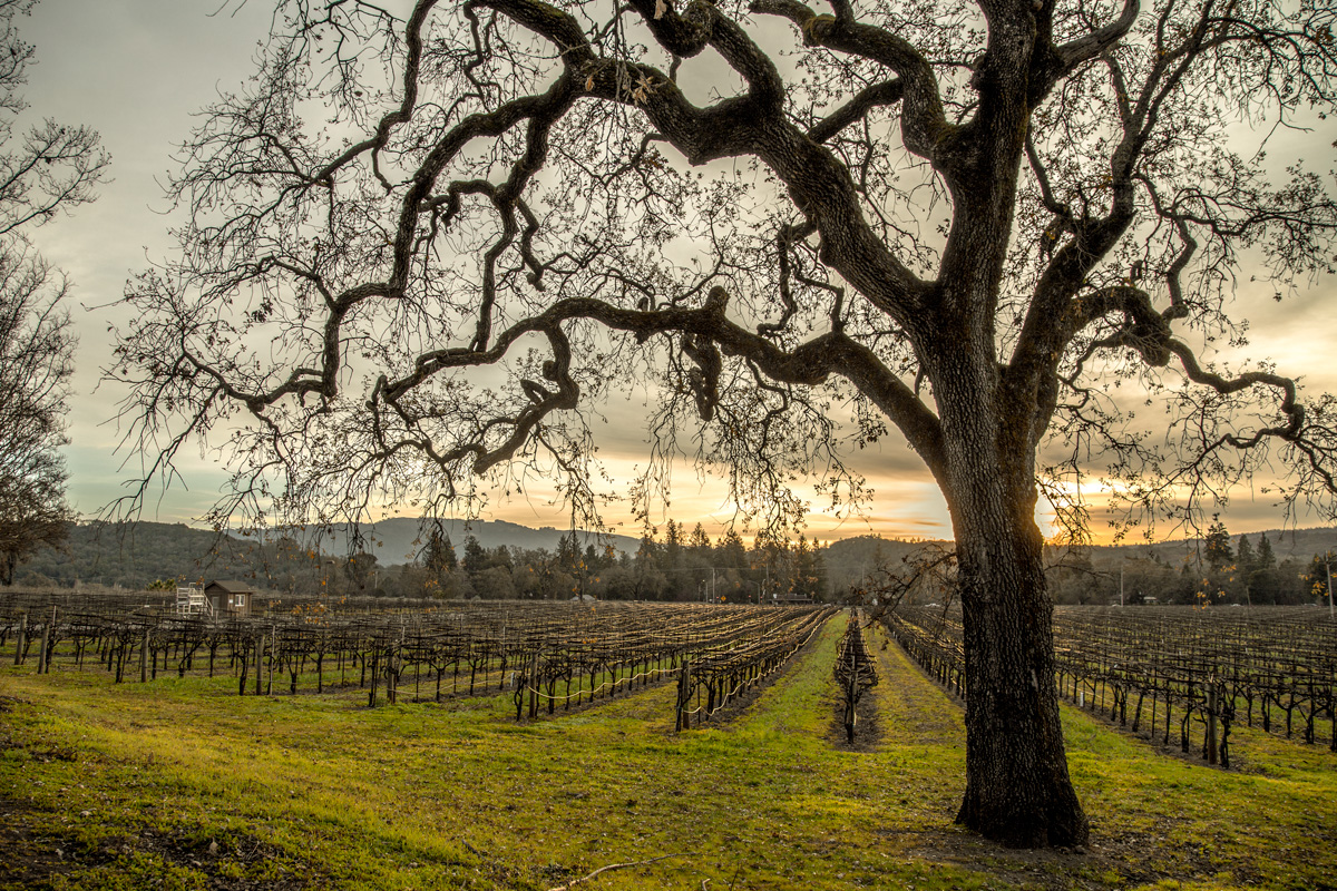 Вечерние виноградники