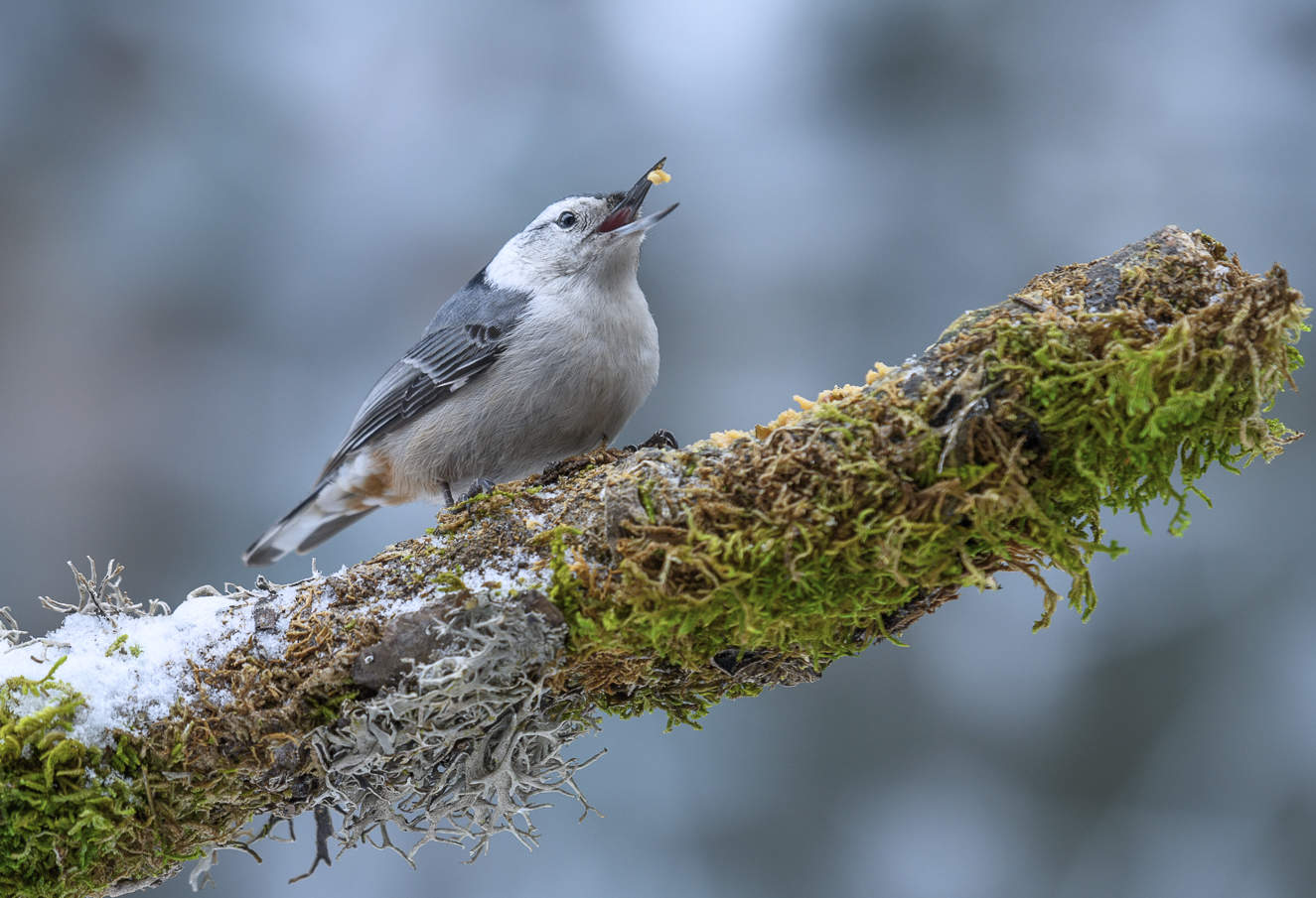 White-breasted Nuthatch