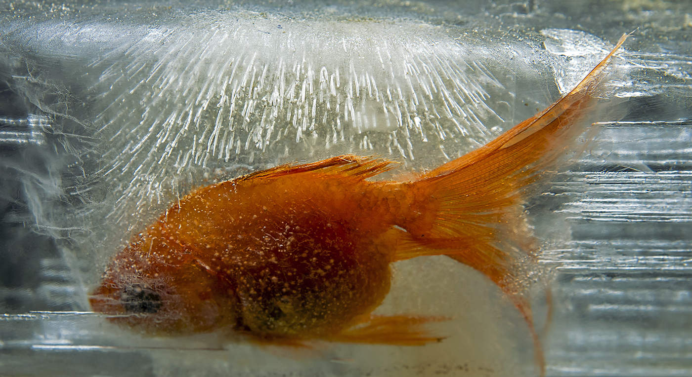 Тяжело быть рыбкой золотой