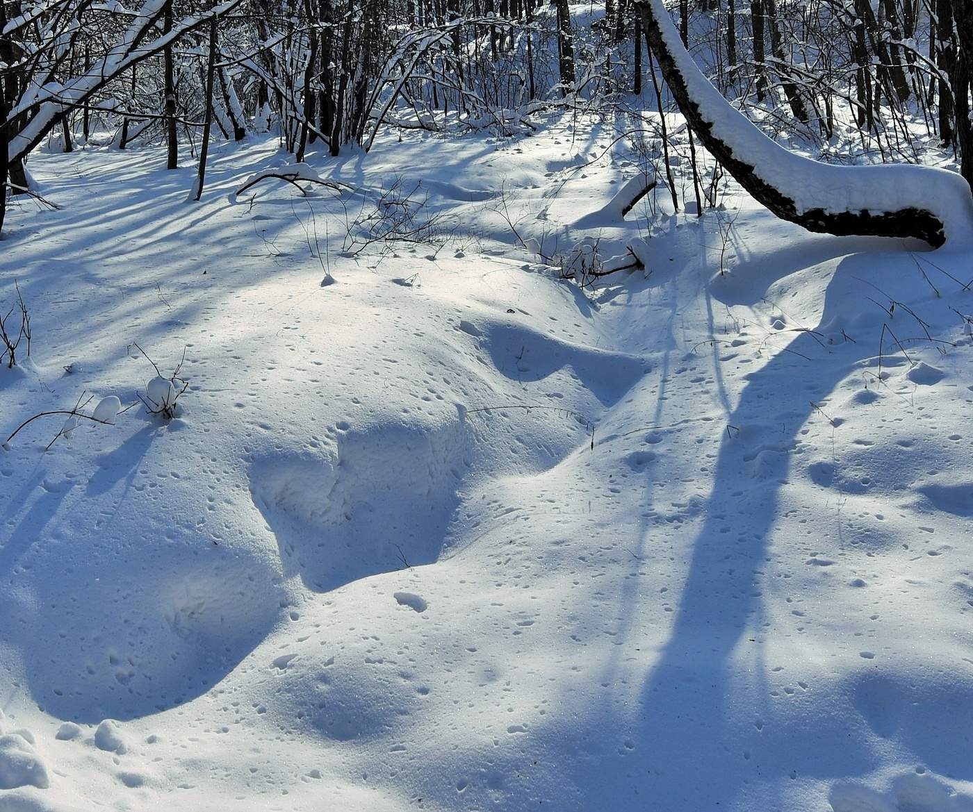 "Снег, словно мед ноздреватый ..."