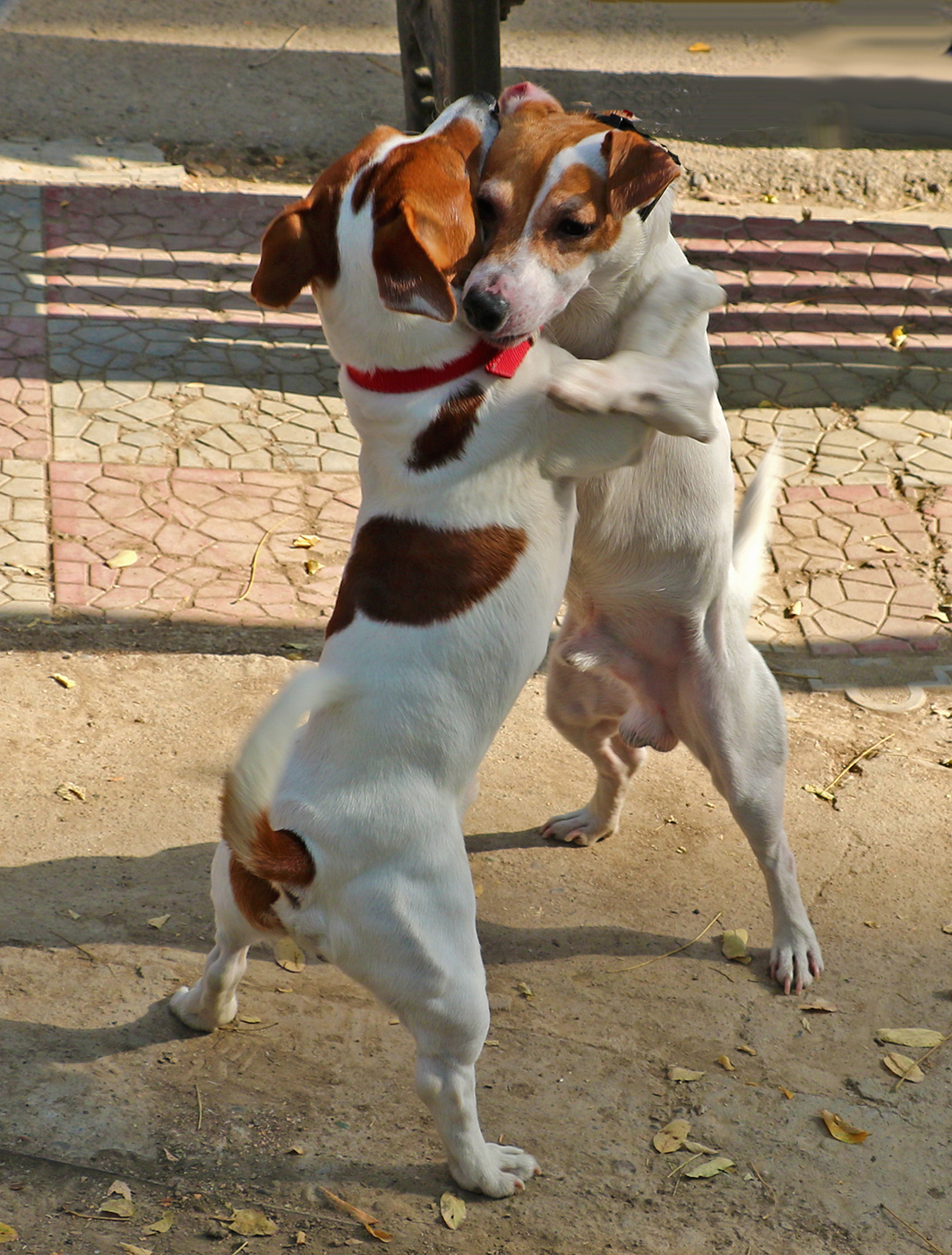 С днем всех влюбленных!