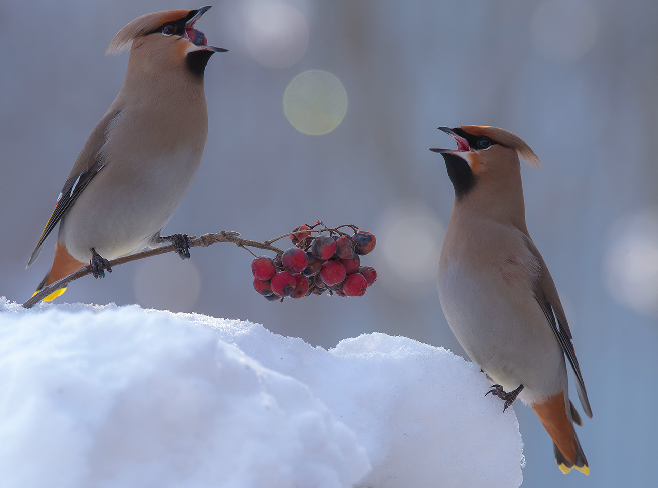 Свиристели.