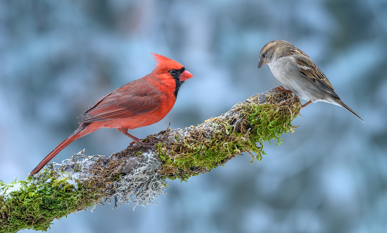 Rivals~конкуренты