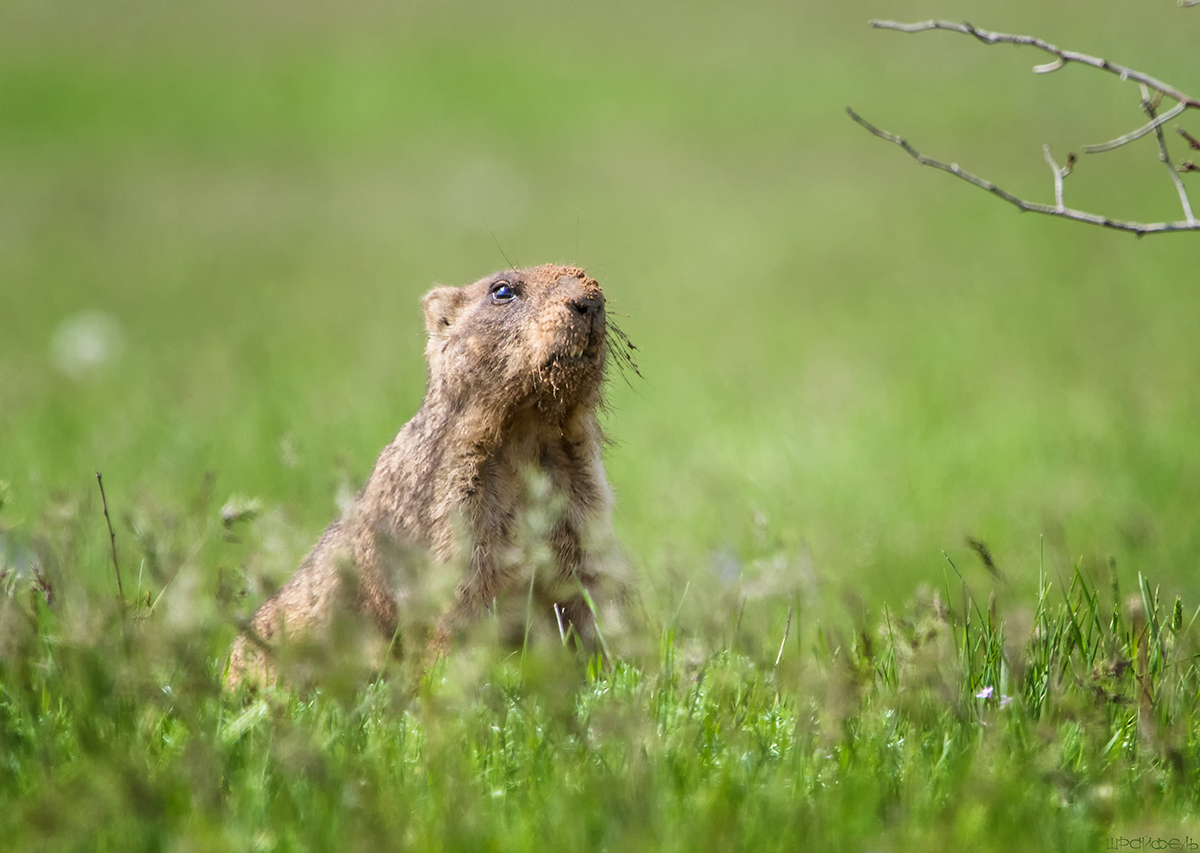 Рылом нору рыл
