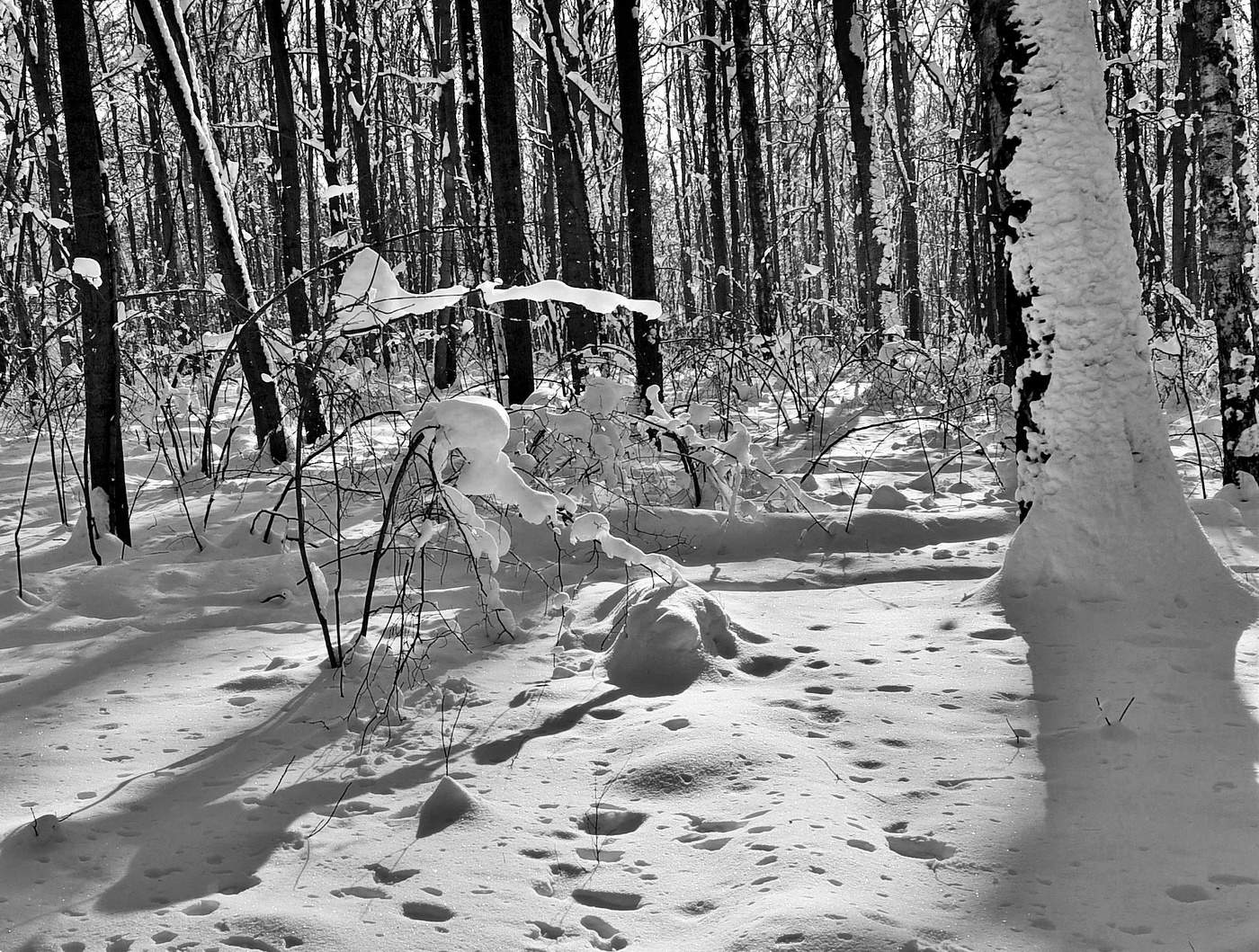 Монохромный этюд белоснежной зимы ...