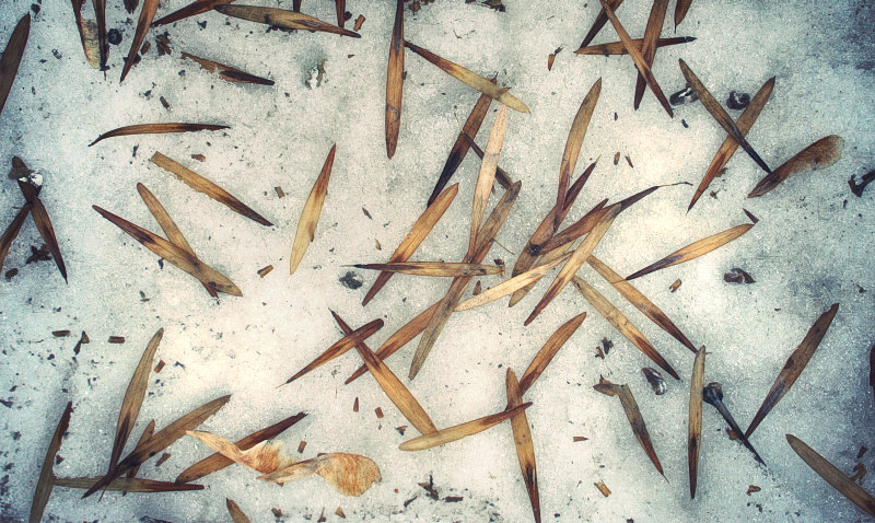 ботва в марте