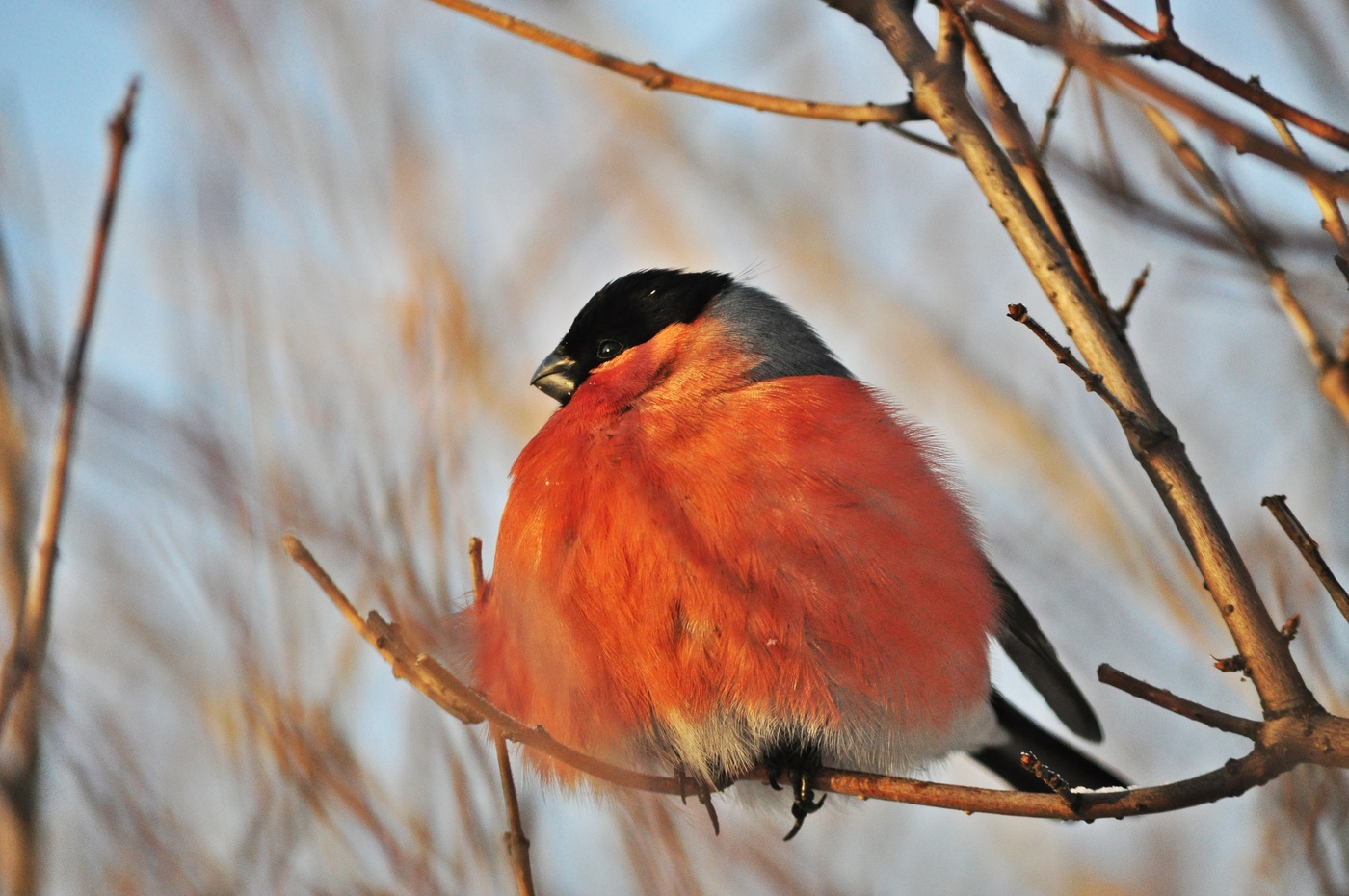 Бодрое утро