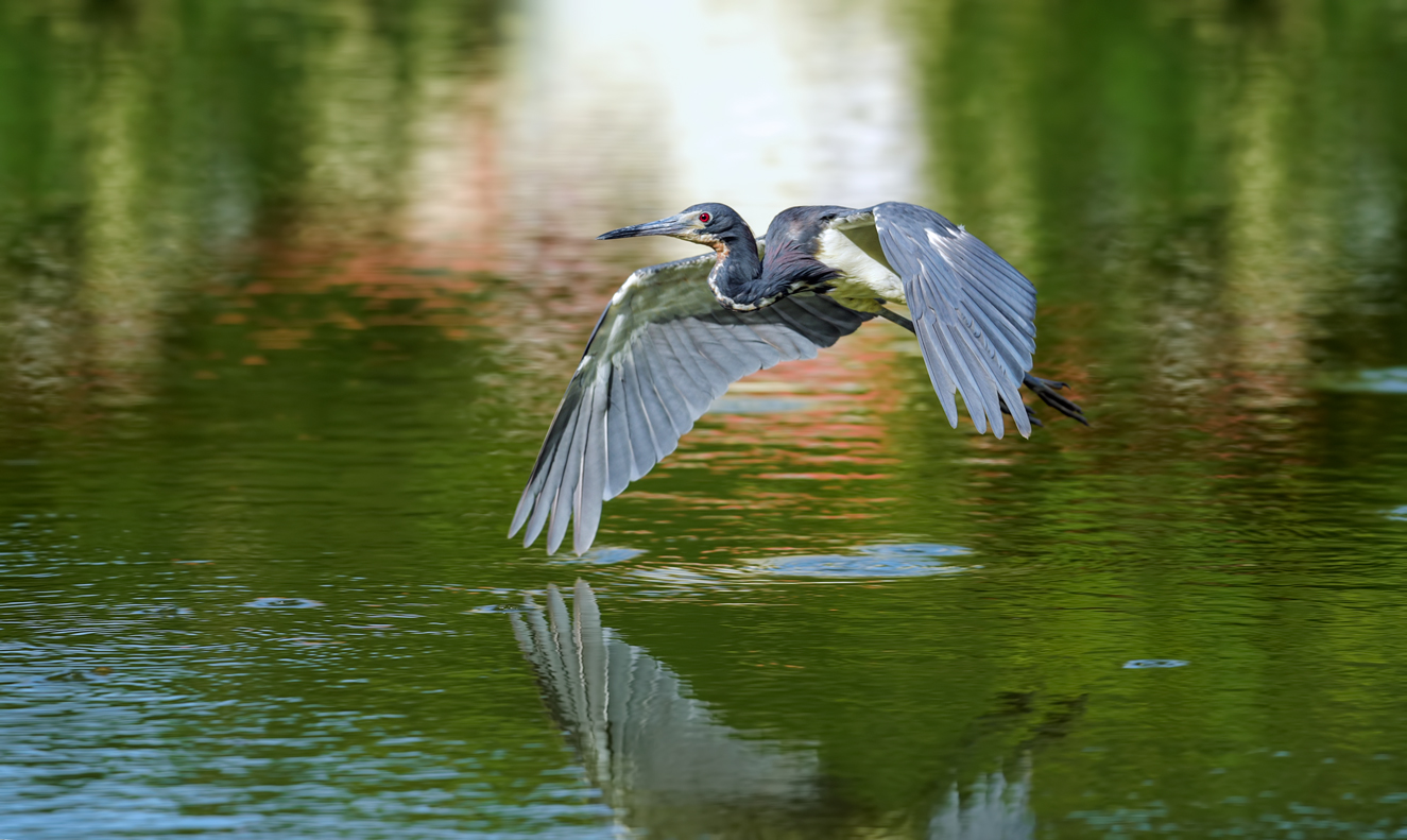 Tricolored heron