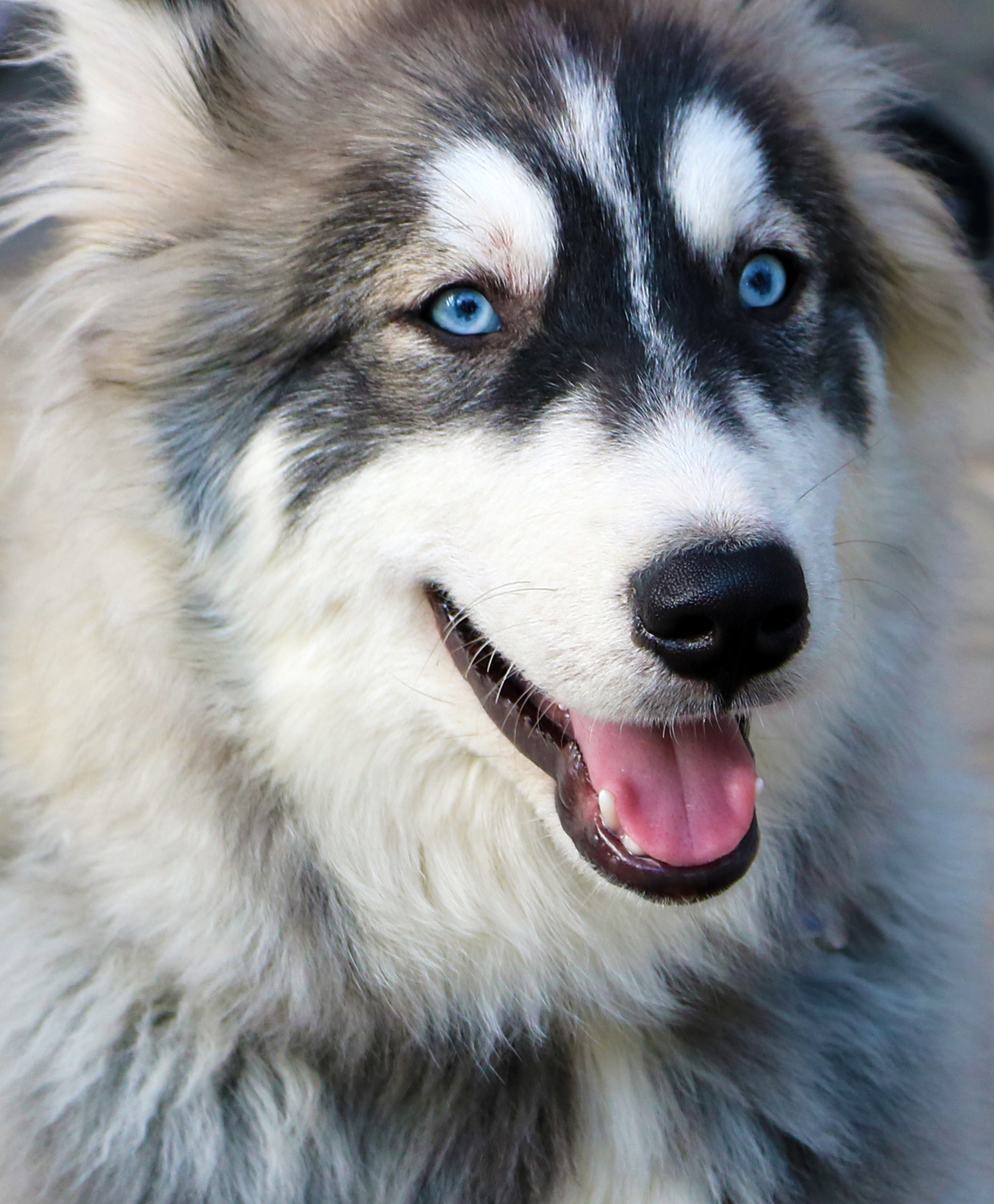 Портрет хаски-синеглазки