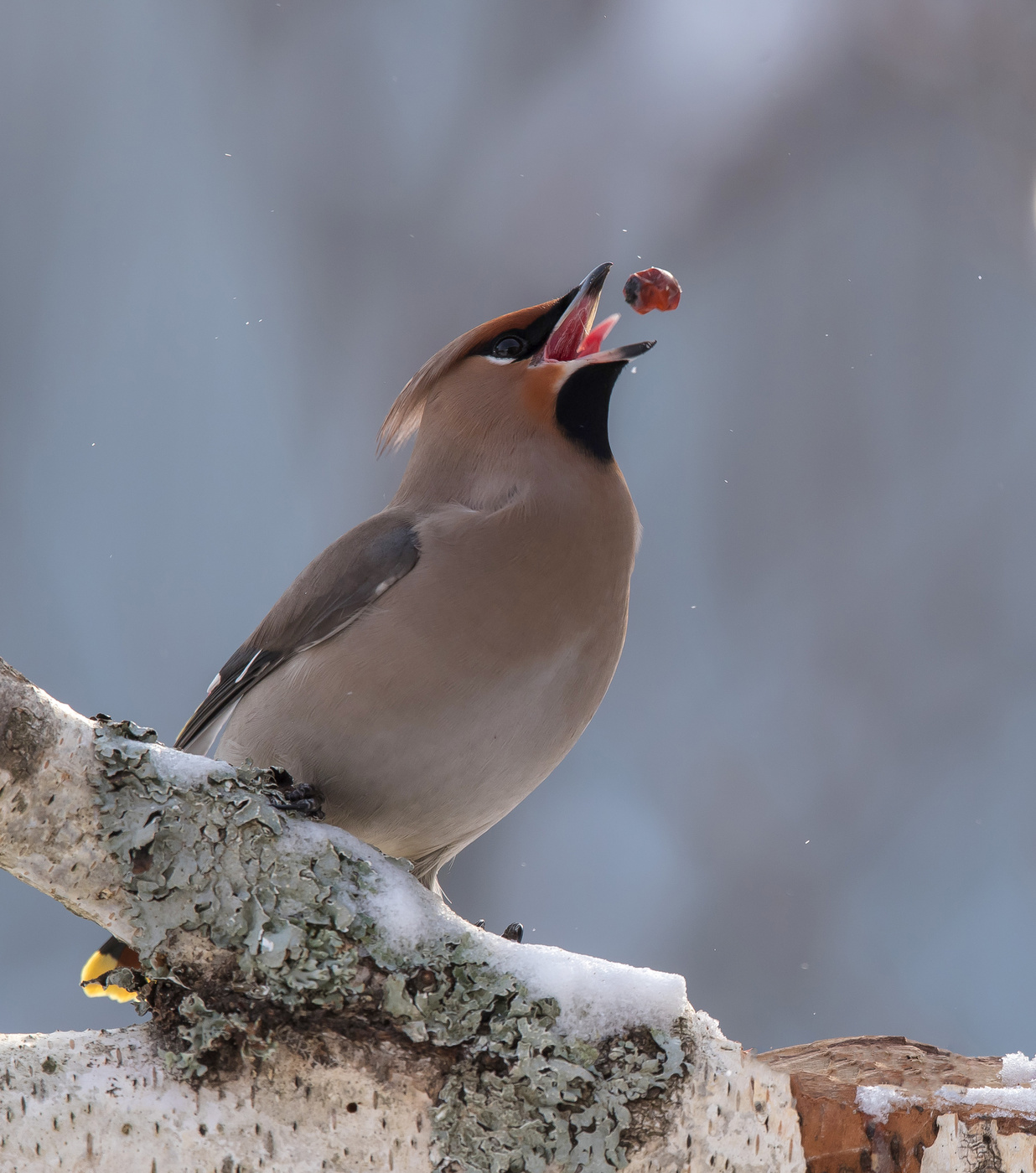 Пирушка продолжается