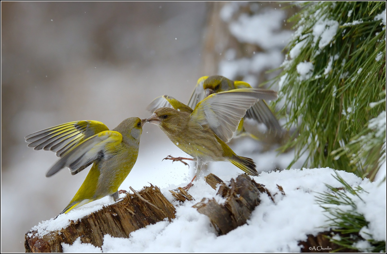 Кипят страсти )