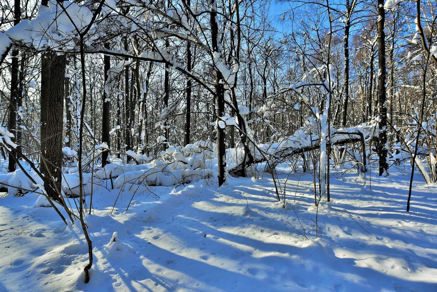 Длинные тени короткого зимнего дня