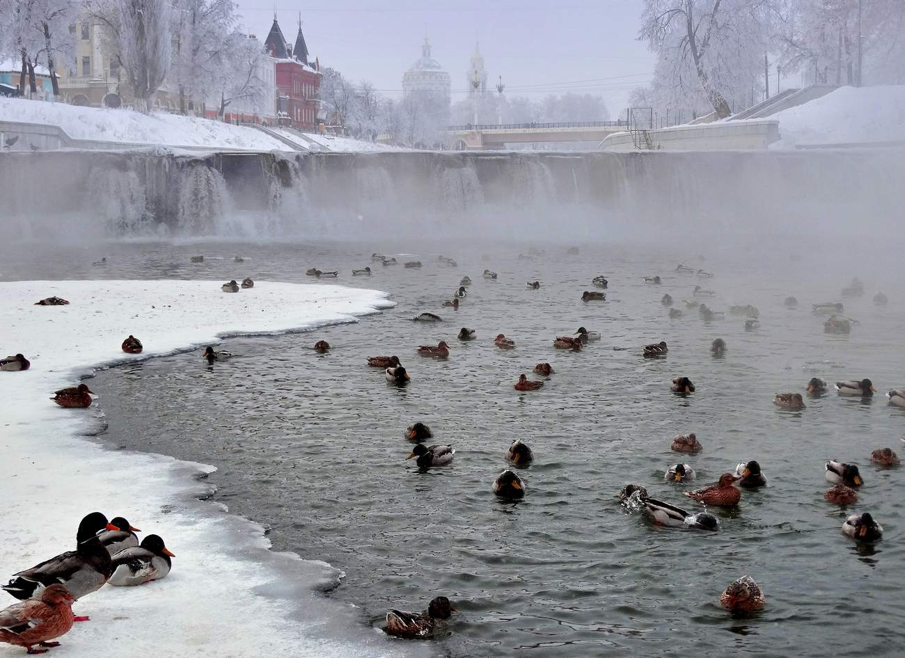 Холодно зимовать птицам