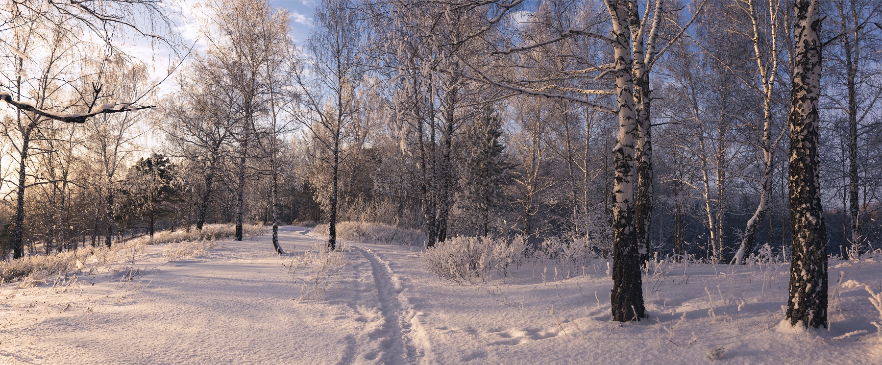 Вечерний лес.