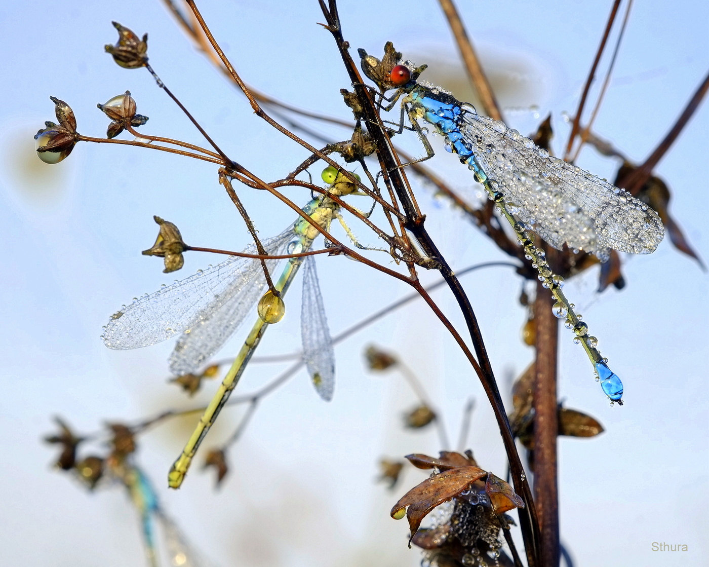 Знакомятся.