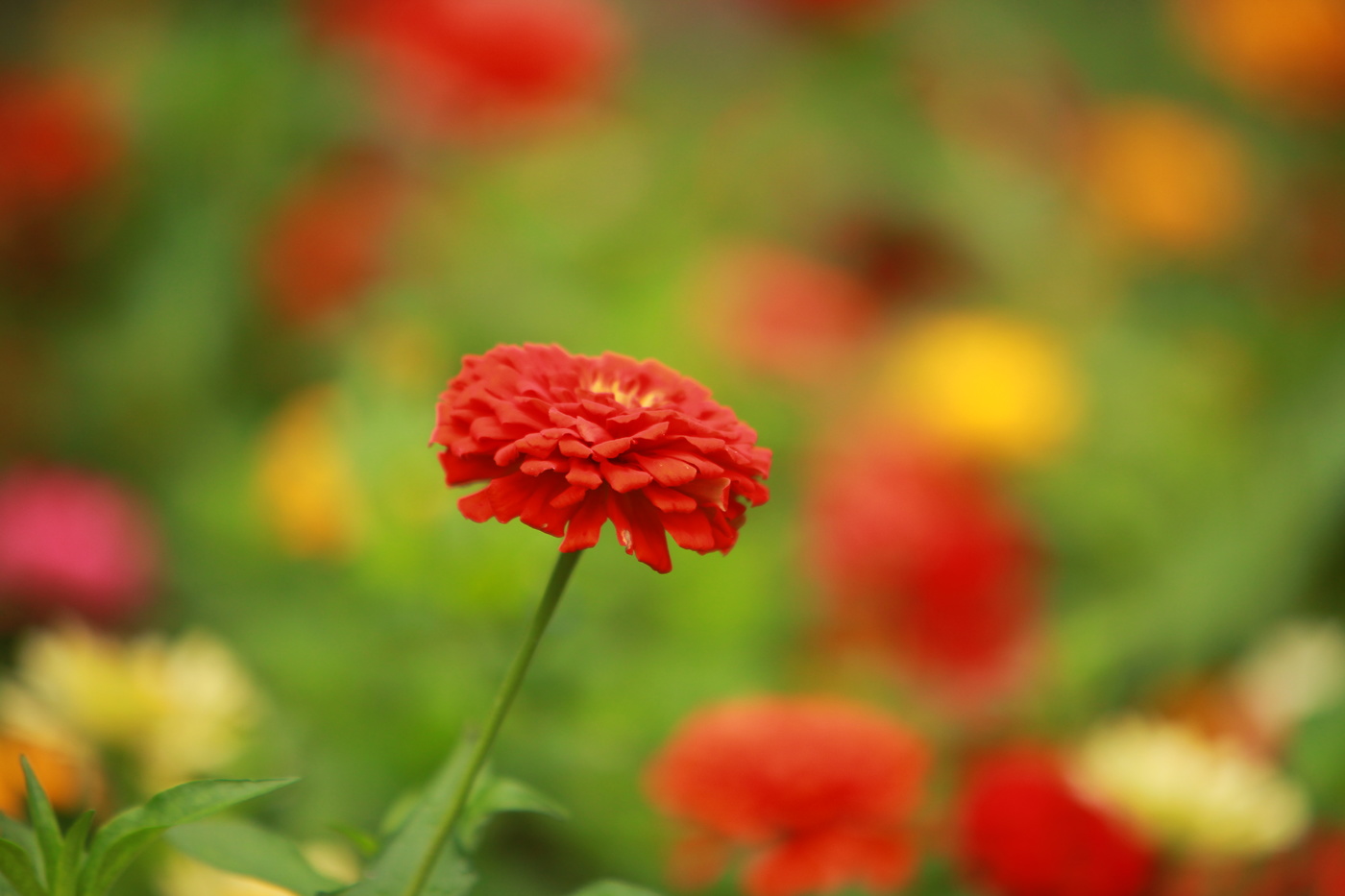 red flower