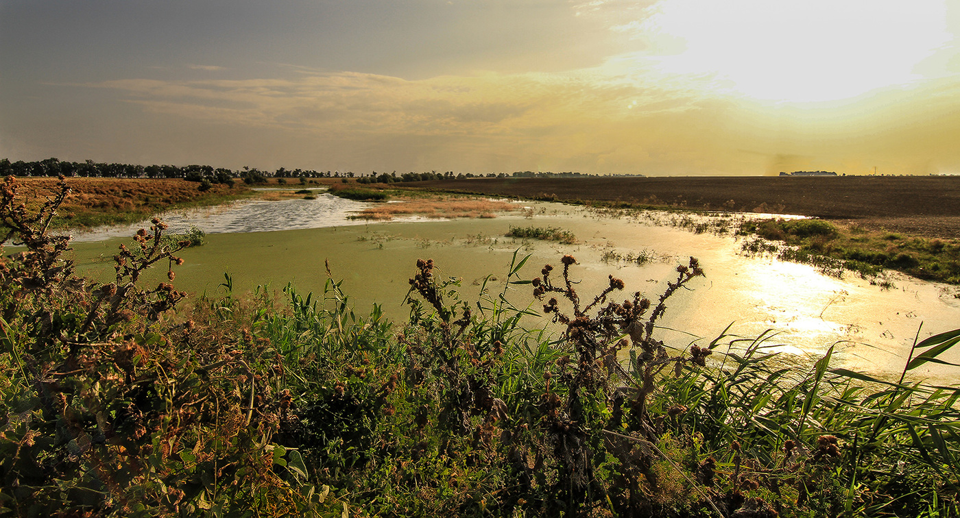 Заливной луг.