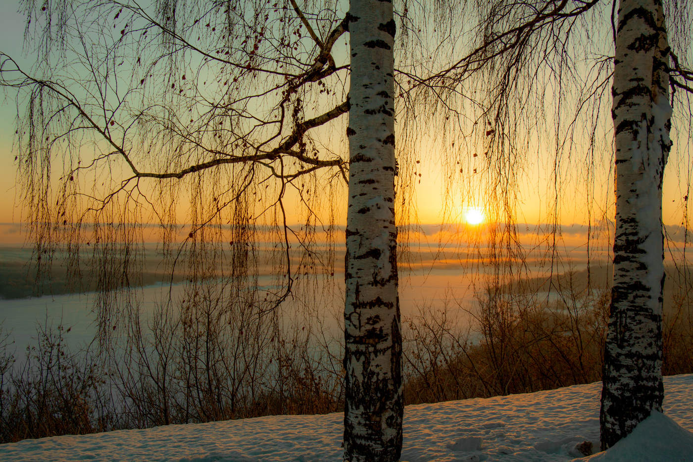 Утро с берёзками