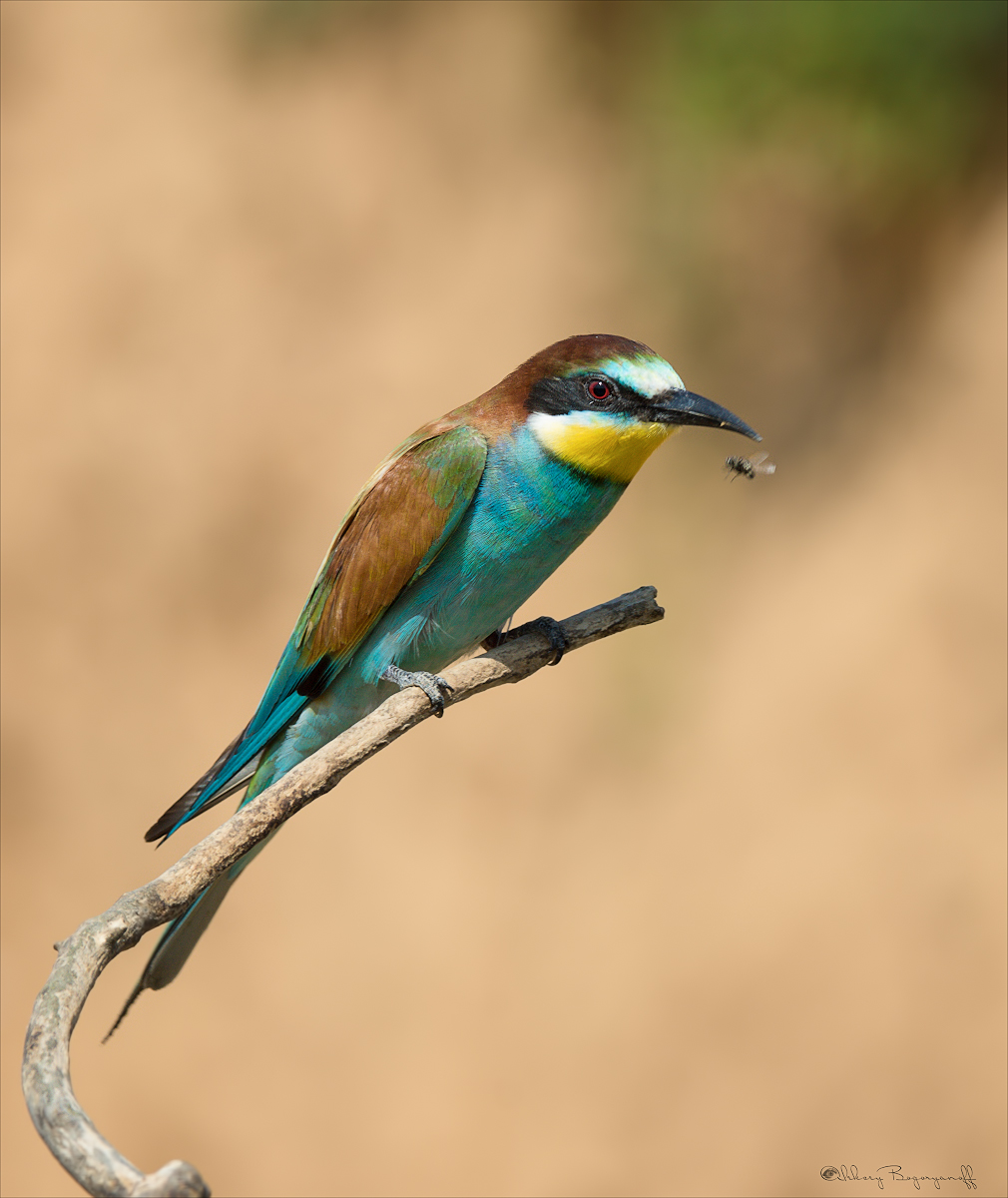 Рисковый маневр! )