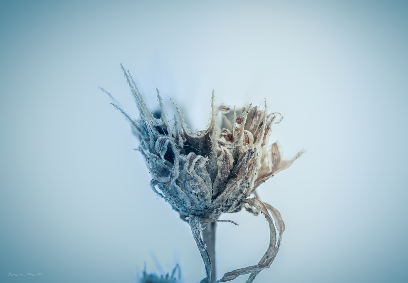 Давно завял, умер, и замёрз...