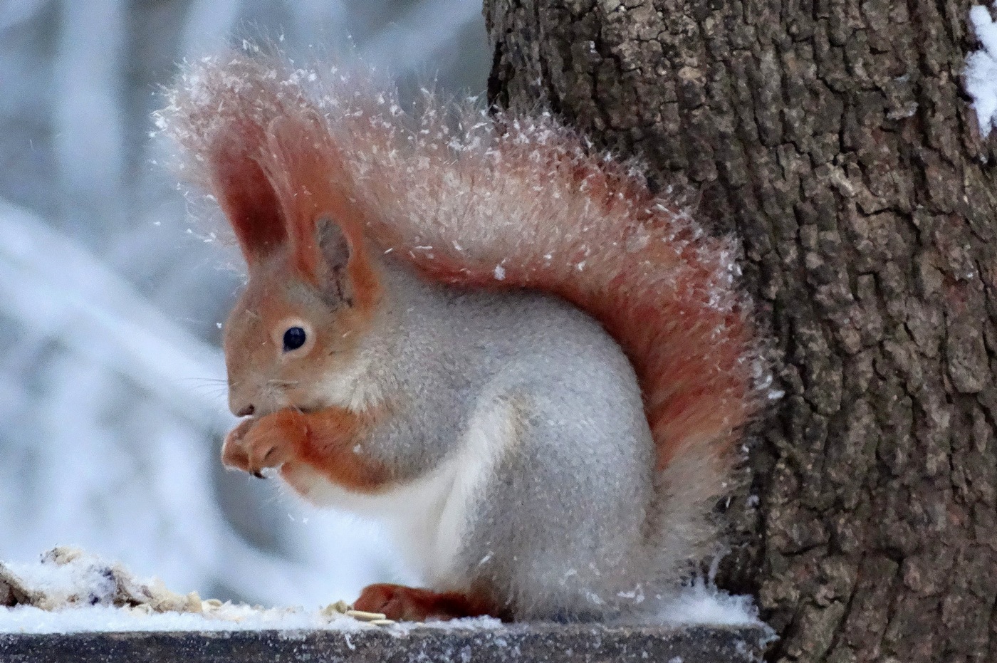 Белка трапезничает