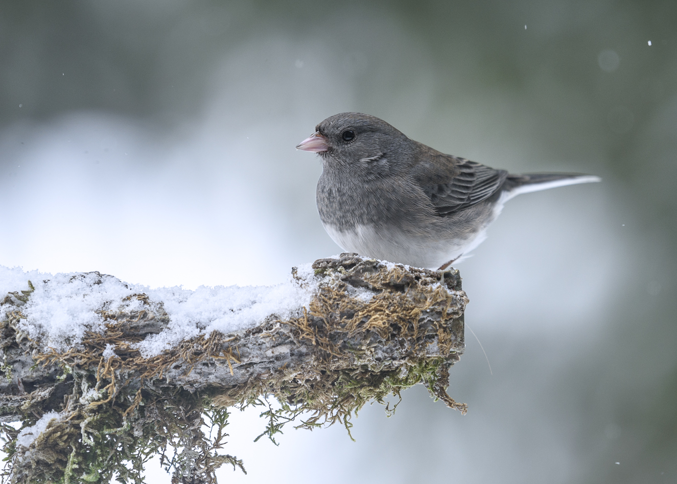 Dark-eyed Junco