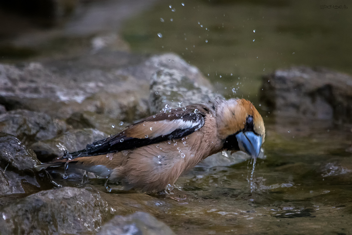Купание дубоноса