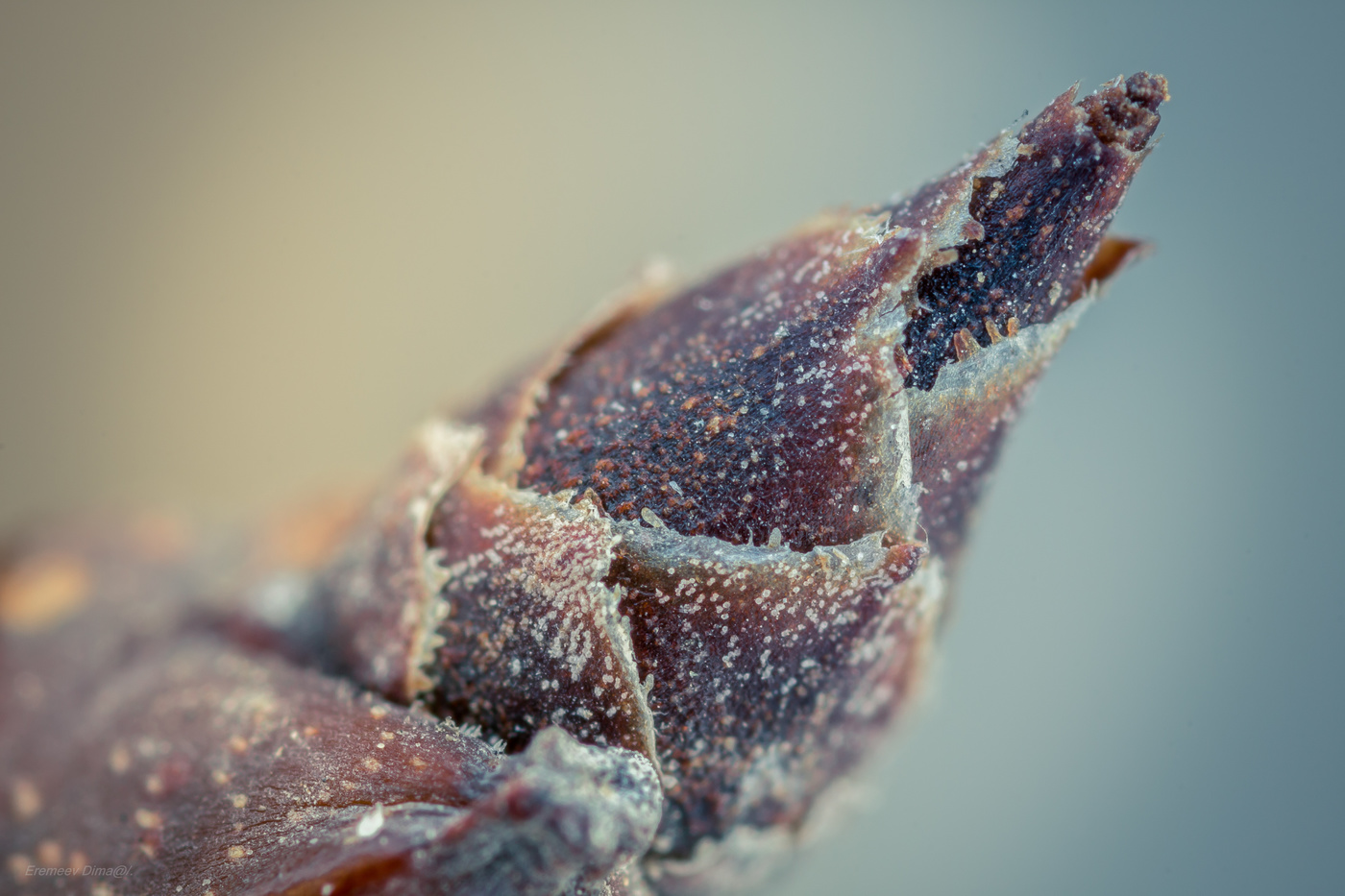 Зимняя почка дерева...Слива.)