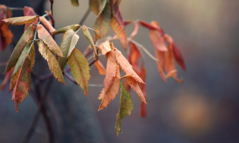 ботва..но осенняя