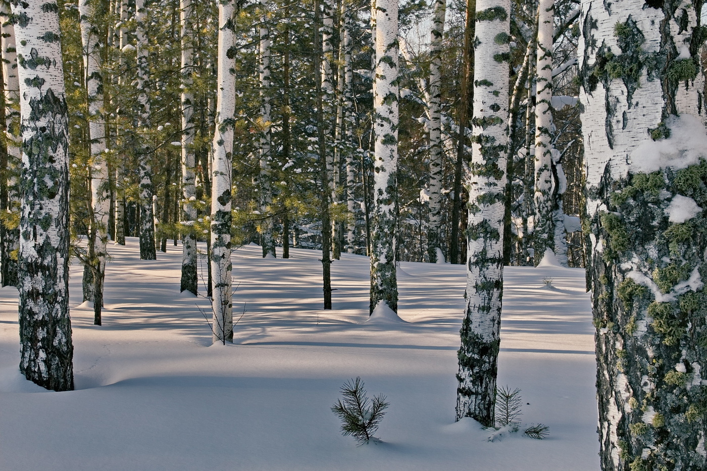 СРЕДИ БЕРЕЗ