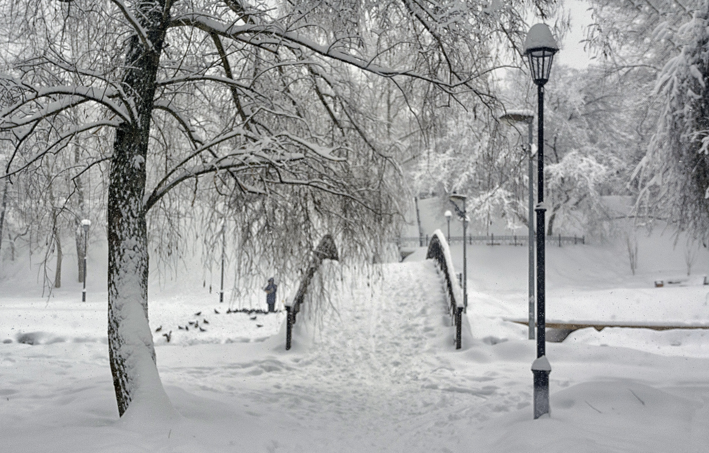 кормление птиц