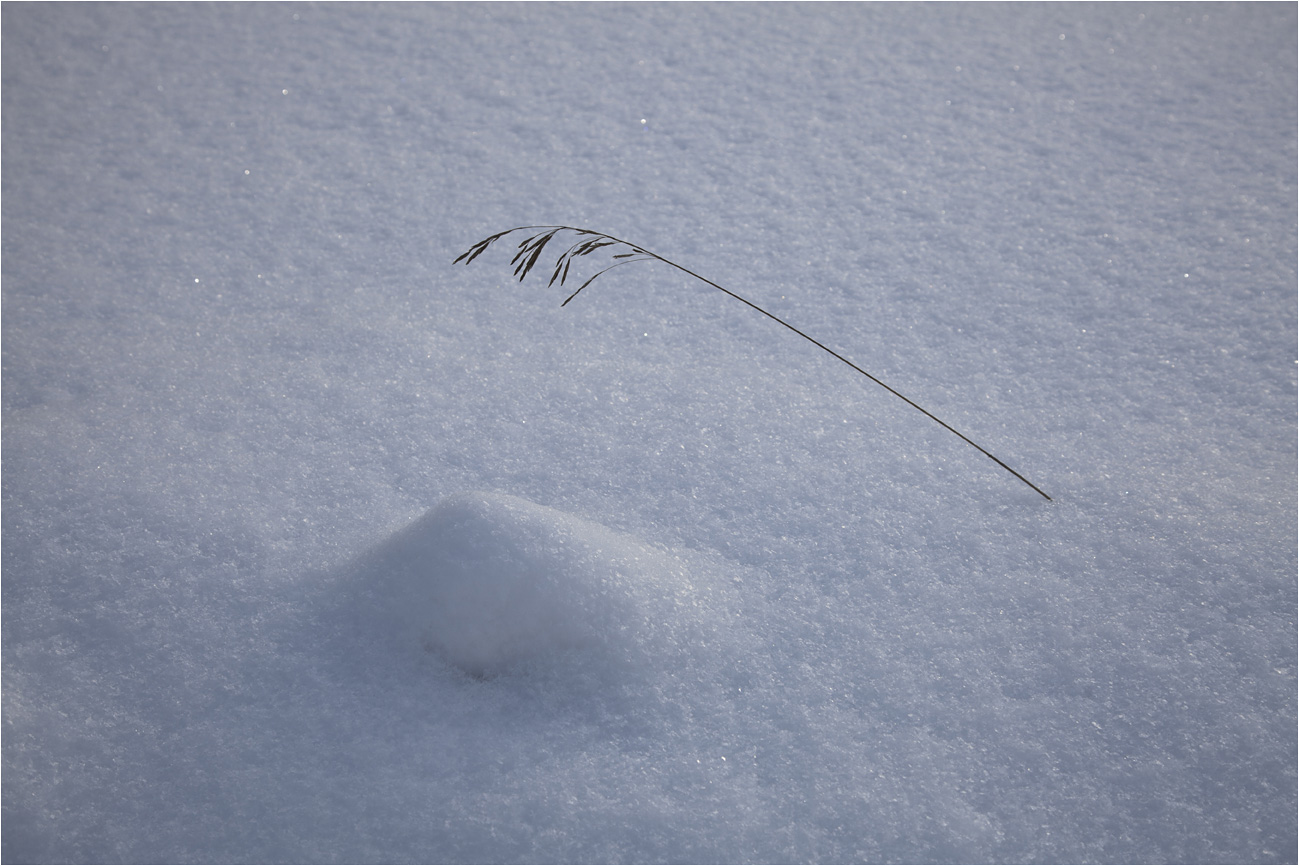 Сугробная жизнь